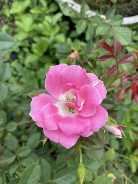 istock pink rose flower in nature garden 1306127146