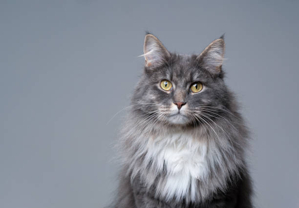 istock gray white maine coon cat studio portrait with copy space 1306127155