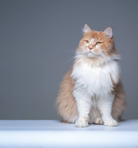 istock fluffy ginger white maine coon cat studio portrait 1306127164