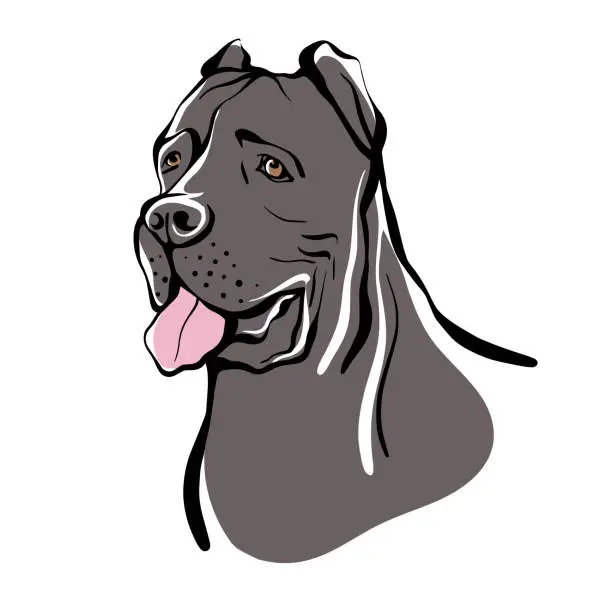 Vector illustration of Cane Corso sketch. Portrait of a dog of the Cane Corso breed. Vector illustration