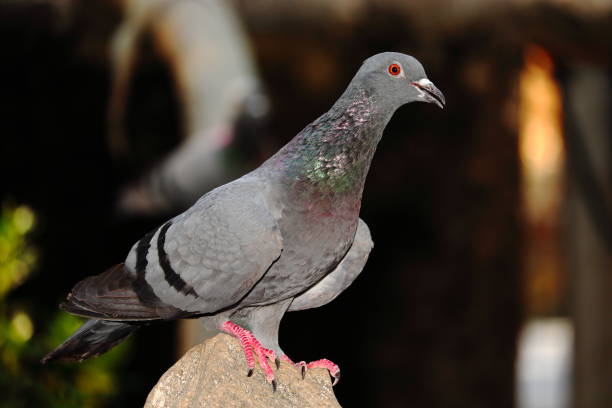 istock A pigeon bird sitting on a rock 1306128382