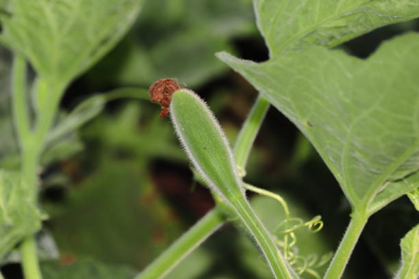 świeże warzywa tykwy rosnące w ogrodzie,indie. - planting growth plant gourd zdjęcia i obrazy z banku zdjęć