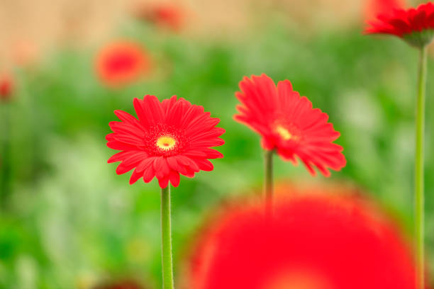 A detailed photograph of a Gerbera daisy (Gerbera jamesonii), showcasing radiant pink petals and a vivid yellow center, leaves in soft focus add a textural contrast. Perfect for nature or floral-based themes.
