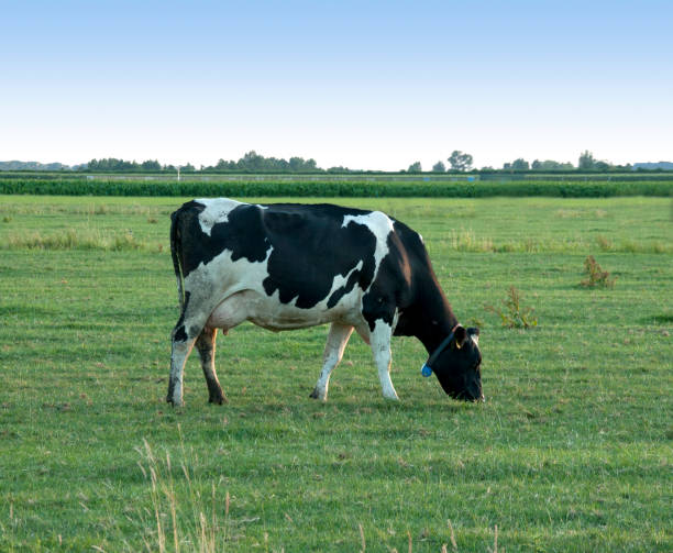 istock A black and white cow grazing in a meadow 1306129739