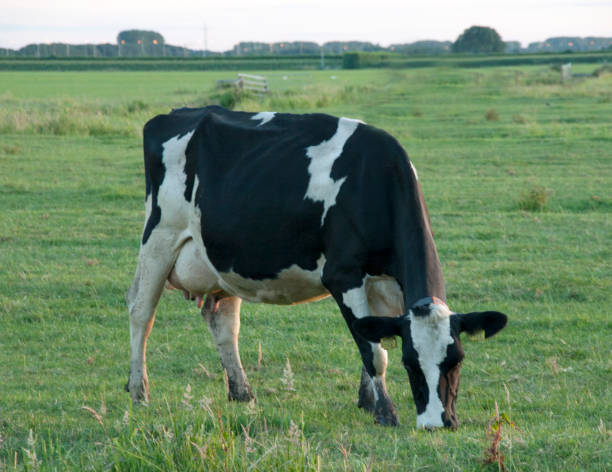 istock A black and white cow grazing in a meadow 1306129766