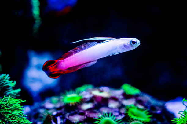Fire goby (Nemateleotris magnifica) isolated in a reef tank with blurred background Fire goby (Nemateleotris magnifica) isolated in a reef tank with blurred background trimma okinawae stock pictures, royalty-free photos & images