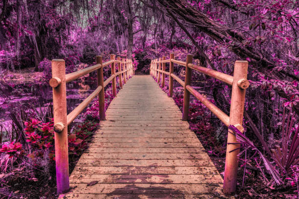 Bridge in a mystical, fairytale like forest with spanish moss.