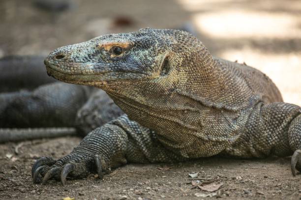 Komodo Dragon Komodo Dragon wnadering freely in Komodo National Park of East Indonesia. monitor lizard stock pictures, royalty-free photos & images