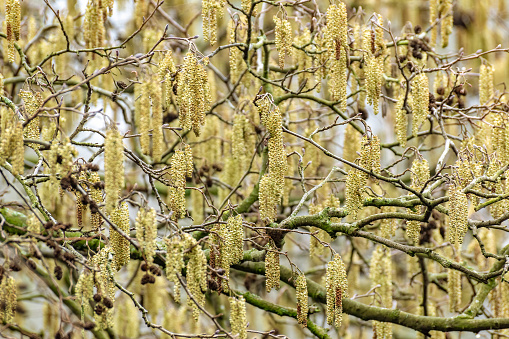 Netherlands. Den Haag. Hazel inflorescence (Corylus avellana) in early spring