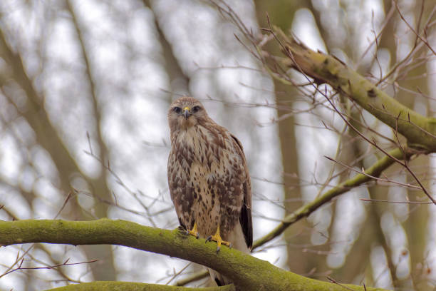 istock The piercing gaze of the feathered hawk predator 1306134776