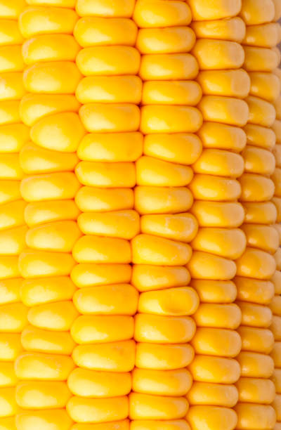 Texture detail of corn kernels stock photo