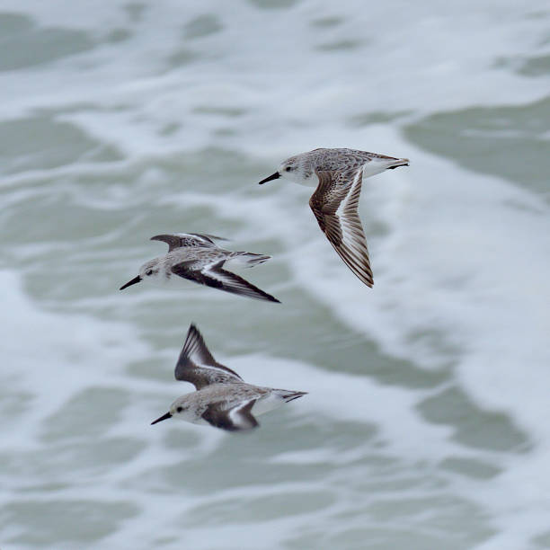 Three Sanderling sandpipers fly over the coastline in southern Chile Three migrating Sanderling sandpipers (Calidris alba) fly over the Pacific Ocean shoreline on their way back to the North American tundra to breed in May. sanderling calidris alba stock pictures, royalty-free photos & images