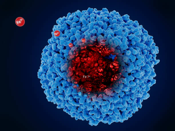 istock Ferritin stores iron  in a ferric oxide core 1306136354