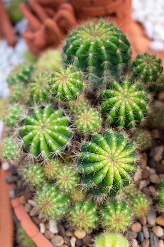 A group of green succulents cactus (Echinopsis calochlora) with round shapes in a flowerpot for home decor.