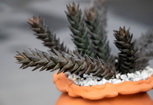 Succulent cactus with long stems packed and dark green leaves in a flowerpot for home decor. (Haworthia coarctata)