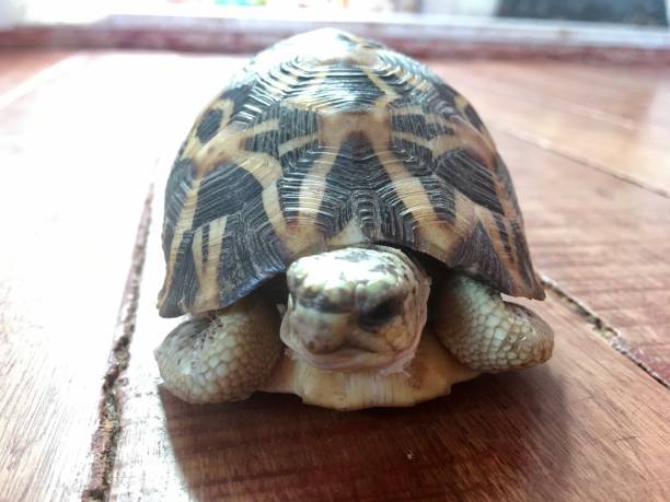 istock Madagascar star turtle or radiata turtle 1306137908