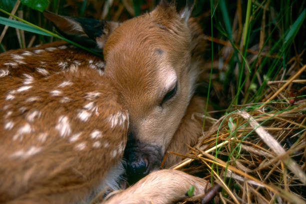 istock Whitetail Fawn portrait 1306139081