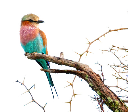 Lilac Breasted Roller perched in a tree