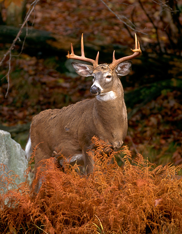 A Whitetail Stag in the fall