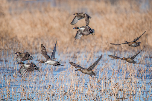 Flock of Pintail ducks flying low over marsh at Bosque del Apache in New Mexico during winter migration. Photo includes drakes and hens in this January shot.