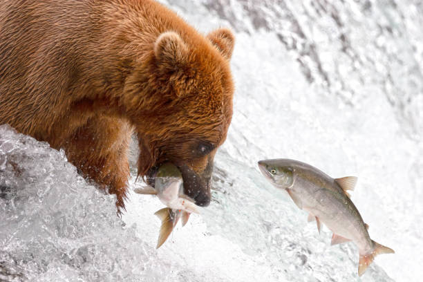 osos en alaska - brown bear alaska katmai national park animal fotografías e imágenes de stock