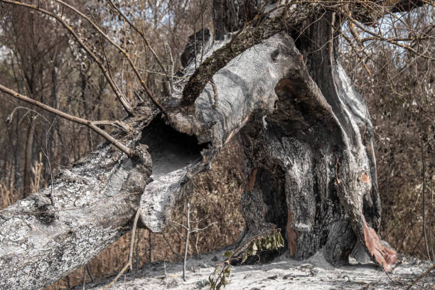 istock Burnt out tree remnants of a forest fire 1306139921
