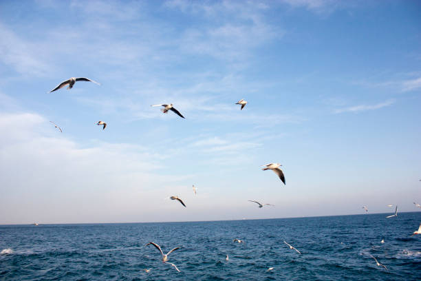 istock Seagulls fly over the sea 1306139992