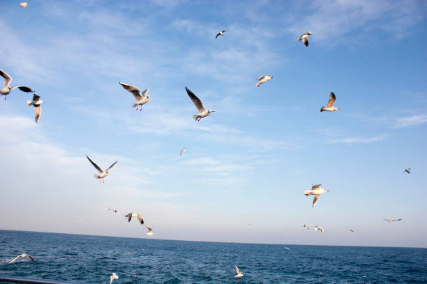 istock Seagulls fly over the sea 1306140004