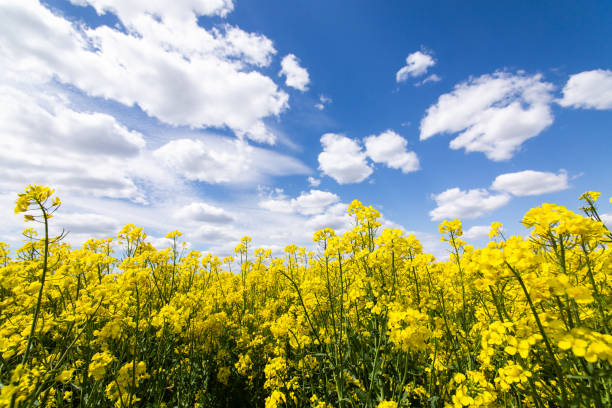 istock Yellow spring field of canola, rapeseed or rape 1306140005