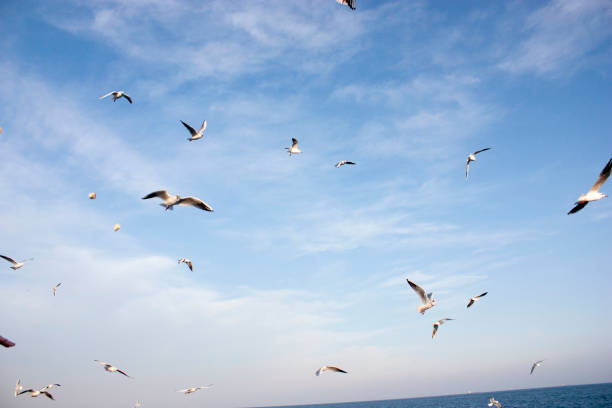 istock Seagulls fly over the sea 1306140008