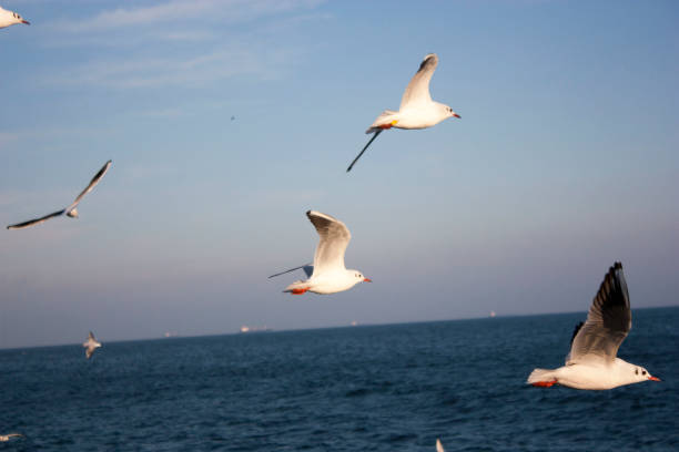 istock Seagulls fly over the sea 1306140110