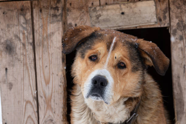 a large dog with a large head looks out of the kennel with his head bowed. a red-colored dog with a white stripe on the forehead. animal on a chain on the street. sad pet with a sad look. - in the dog house kennel house isolated imagens e fotografias de stock