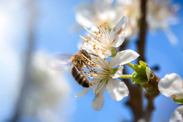 istock Bee in action on a flower of cherry tree. 1306141644