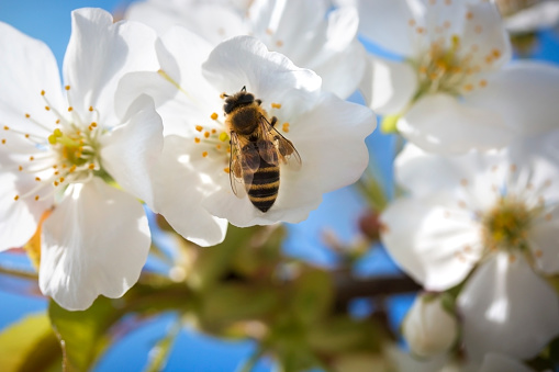 Bee in action on a flower of cherry tree. Lens flare.