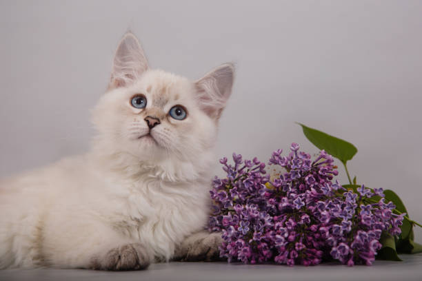 istock Small Siberian Neva Masquerade kitten 1306141846
