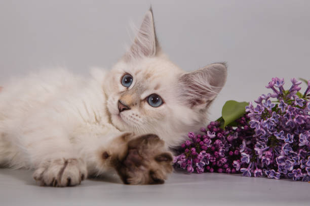 istock Small Siberian Neva Masquerade kitten 1306141861