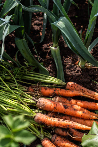 just uprooted  fresh carrots in a vegetable bed in the garden in growing garlic plant background - uprooted vertical leaf root imagens e fotografias de stock