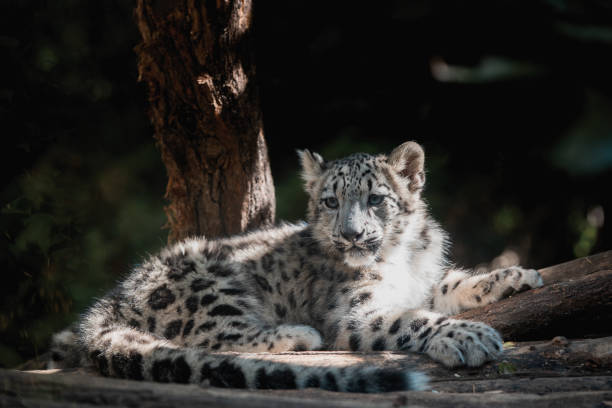 istock cute kitten of Snow Leopard cat, Irbis 1306144384