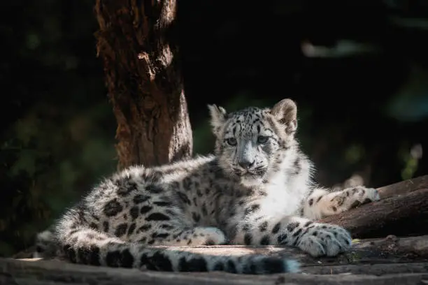 cute playful baby kitten of cat Snow Leopard, Irbis, Uncia Unca, Winter snow, beautiful wild cat