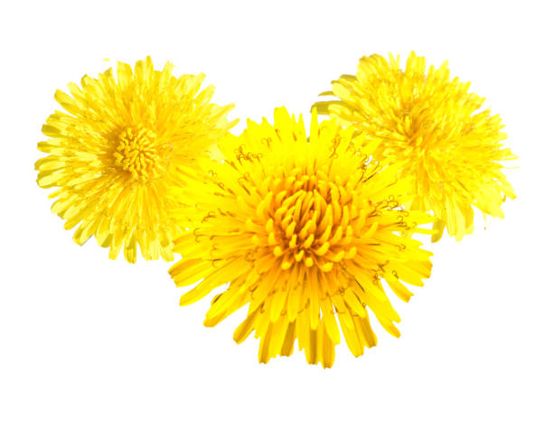 Green field with fresh blooming dandelions in spring