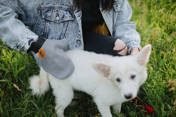 kobieta czesanie się szczeniąt futro z deshedding rękawiczki w letnim parku. molting puppy, pielęgnacja zwierząt domowych - grooming dog pets brushing zdjęcia i obrazy z banku zdjęć