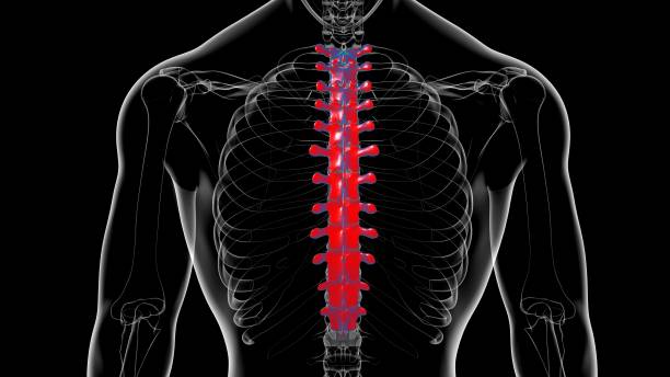 istock Human Skeleton Vertebral Column Thoracic Vertebrae Anatomy 1306145762