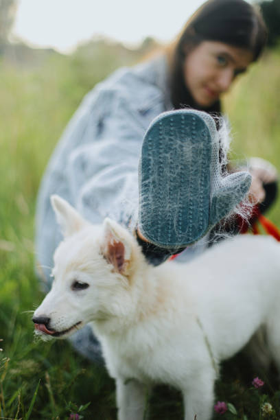 cachorro ardiente, aseo de mascotas. mujer peinando piel de cachorro con guante desengrasado en parque de verano - grooming dog pets brushing fotografías e imágenes de stock