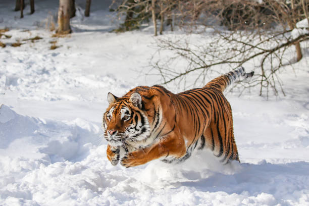 Siberian tiger in winter snow