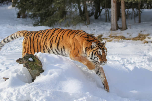 istock Siberian tiger in winter snow 1306147375