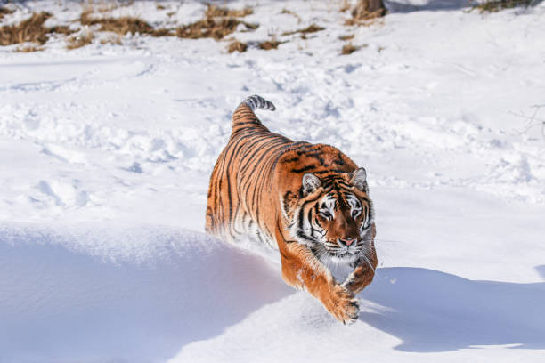 istock Siberian tiger in winter snow 1306147943