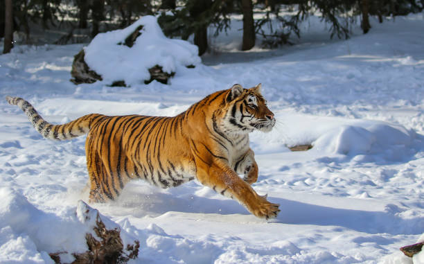 istock Siberian tiger in winter snow 1306148008