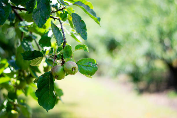 istock Organic green apple tree in the garden 1306148049