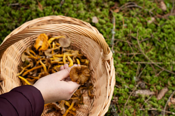 Picking funnel chanterelles in the forest Person holding up mushroom from the basket, which is filled with craterellus tubaeformis (also known as yellowfoot, winter mushroom or funnel chanterelle). Photo taken in the forest in Sweden. cantharellus tubaeformis stock pictures, royalty-free photos & images