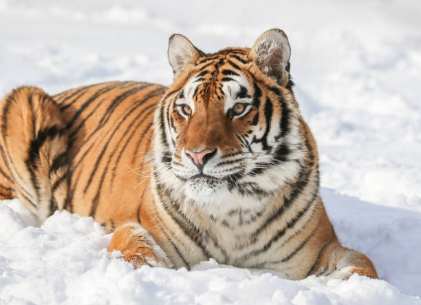istock Siberian tiger in winter snow 1306148455